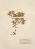 Kentrophyllum foliosum Boiss.