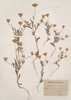 Xeranthemum inapertum Willd.