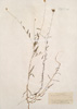 Xeranthemum cylindraceum Sm.