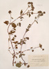 Bidens hirto-tripartitus Boullu.