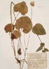 Doronicum pardalianches Willd.