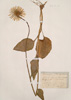 Doronicum plantagineum L.