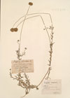 Jasione montana L. ; Jasione glabra Boiss. & Reut. ;  Jasione corymbosa Poir.