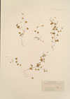 Wahlenbergia hederacea (L.) Rchb.