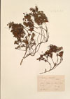 Phyllodoce taxifolia Salisb.