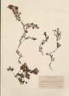 Loiseleuria procumbens Desv. ; Azalea procumbens L.