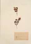 Rhododendron chamaecistus L.