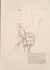 Utricularia minor L.
