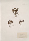 Gregoria vitaliana (L.) Duby ; Aretia vitaliana ; Primula vitaliana 