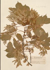 Fraxinus ornus L. ; Fraxinus argentea Lois.