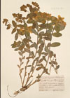 Euphorbia epithymoides Jacq.