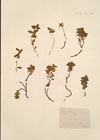 Euphorbia pyrenaica Jordan
