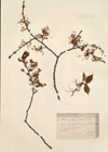 Ulmus effusa Willd. ; Ulmus pedunculata