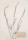 Echinospermum lappula (L.) Lehm.