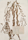 Echinospermum pyrenaicum Wilk. & Vayr.