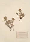 Echinospermum cariense Boiss.