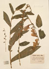 Digitalis grandiflora Lam. ; Digitalis ambigua Murray