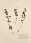 Euphrasia odontites L.. ; Euphrasia serotina Lam. ;Odontites divergens Jord.