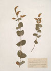 Mentha rotundifolia L. ; Mentha meduanensis Desegl. ; Mentha insularis Req. ; Mentha timija Coss. ; Mentha willdenowii Desegl.