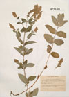 Mentha pulegium L. ; Mentha gibraltaica Willd.