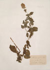Mentha sativa L. ; Mentha origanifolia Host. ; Mentha gentilis Sm.