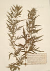 Lycopus exaltatus L.f.