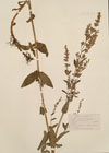 Nepeta nuda L.