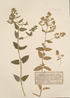 Nepeta parviflora M. Bieb. 