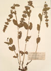 Nepeta viscida Boiss.