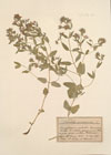 Nepeta ucranica L.