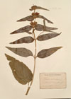 Phlomis herba-venti L.