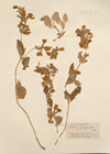Phomis armeniaca Willd.