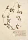 Brunella vulgaris L.