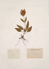 Brunella grandiflora Moench.