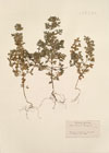 Teucrium botrys L.