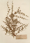 Teucrium spinosum L.