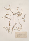 Polycnemum arvense L. ; Polycnemum pumilum Hoppe ex Mert. & Koch
