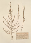 Kochia sedoides Schrad. ; Salsola cinerea W.K.