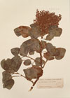 Rumex lunaria L.