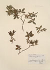 Salix caesia-nigricans 