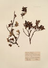 Salix waldsteiniana Willd