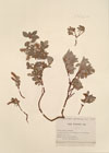 Salix pyrenaica Gouan