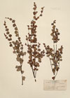 Betula nana L.