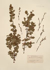 Betula humilis Schrank