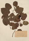 Alnus cordifolia Ten.