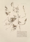 Zannichellia palustris Willd. ; Zannichellia repens Boenn. ; Zannichellia dentata Willd. ; Zannichellia pedicellata Fr. ; Zannichellia maritima Nolte