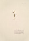 Damasonium stellatum Rich. ; Alisma damasonium L. ; Damasonium polyspermum Coss.