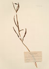 Fritillaria caussolensis Gooty & Pons