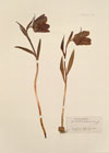 Fritillaria delphinensis Gren.