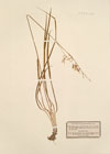 Phalangium ramosum Lam. ; Anthericum ramosum 